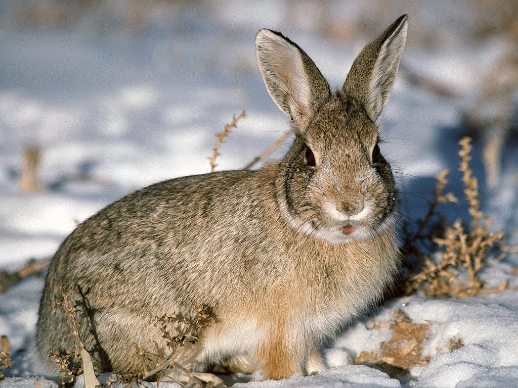 Young Cottontail